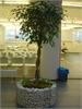 Ficus Benjamin v n�dob� z kamen� (Gambion)