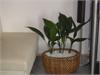 Aspidistra v prout�n�m ko�i