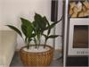 Aspidistra v prout�n�m ko�i