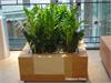 Zamioculcas v d�ev�n�m truhl�ku(Paladium)