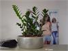 Zamioculcas v misce