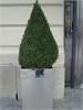 Buxus v nerezov� n�dob� - Palladium